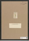 Synedra sp. (de-Toni-Nr.: Genus 66) Zeichnungen Sammlung Grunow Nr. 5395 (NHMW-BOT-W0373822)